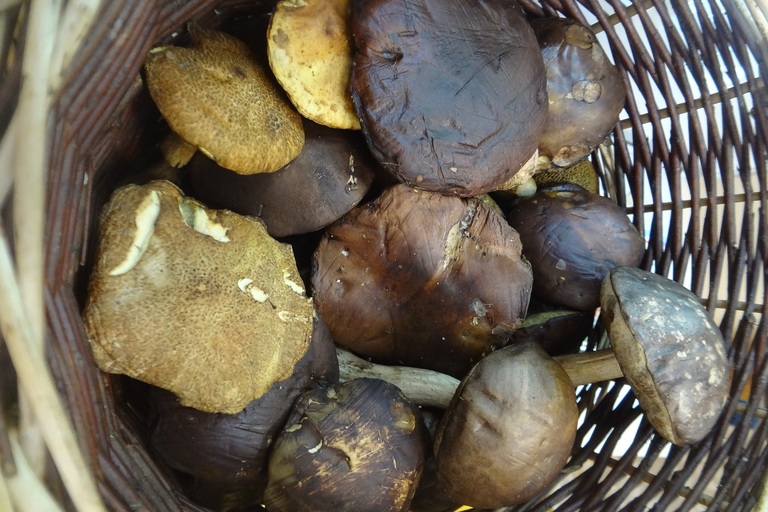 V lese, lese zeleném...