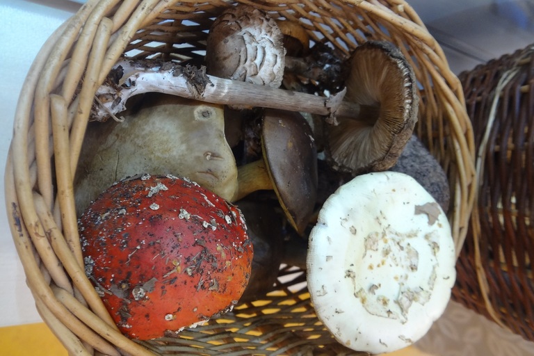 V lese, lese zeleném...