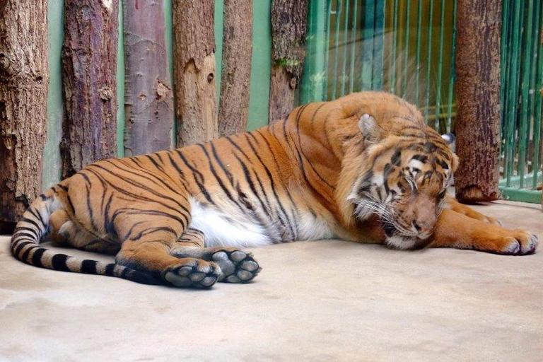 Dobrovolnický projekt pokračoval výletem do ZOO v Praze
