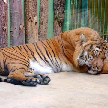 Dobrovolnický projekt pokračoval výletem do ZOO v Praze