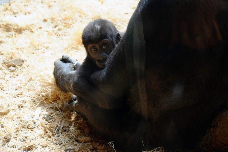 Dobrovolnický projekt pokračoval výletem do ZOO v Praze