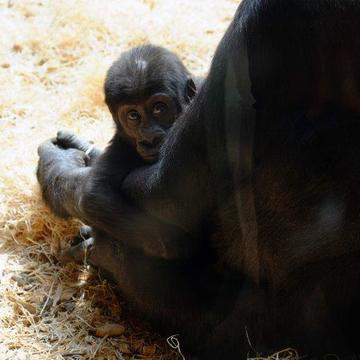 Dobrovolnický projekt pokračoval výletem do ZOO v Praze