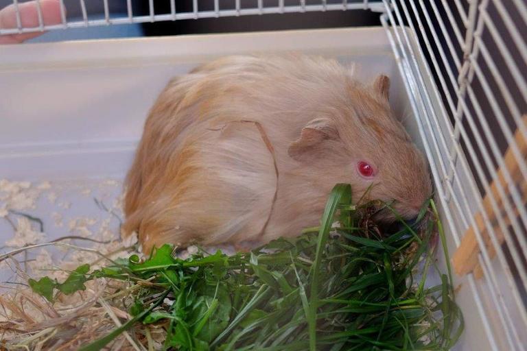 Další přírůstek do chráněného bydlení