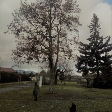 Botovník
