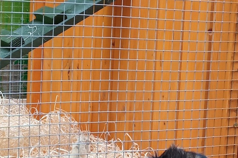 Koko aneb komunitní kurníček