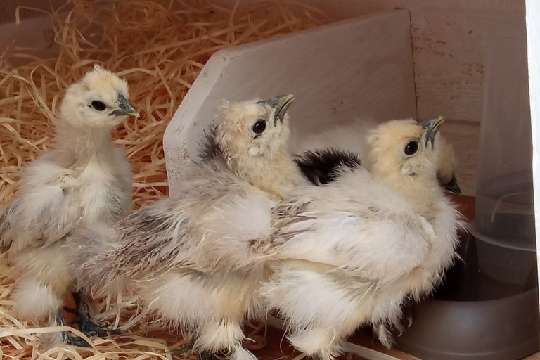 Koko aneb komunitní kurníček