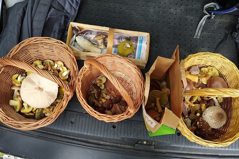 Houbaření v Doksech