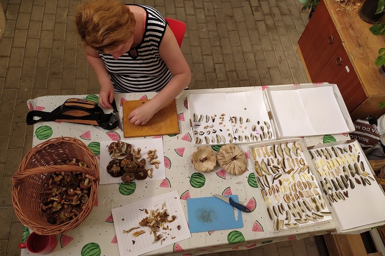 Houbaření v Doksech